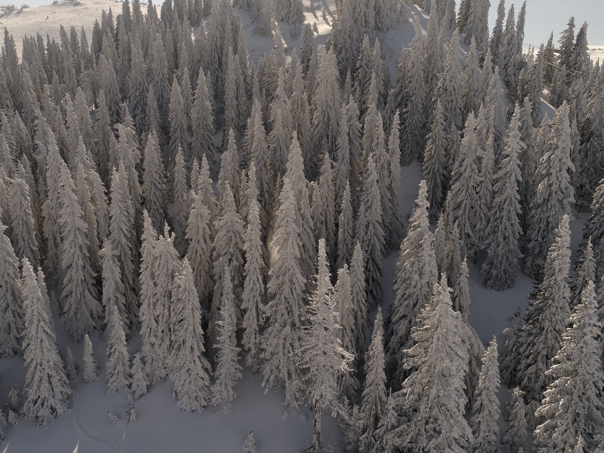 Aerial view of a frozen mountain forest
